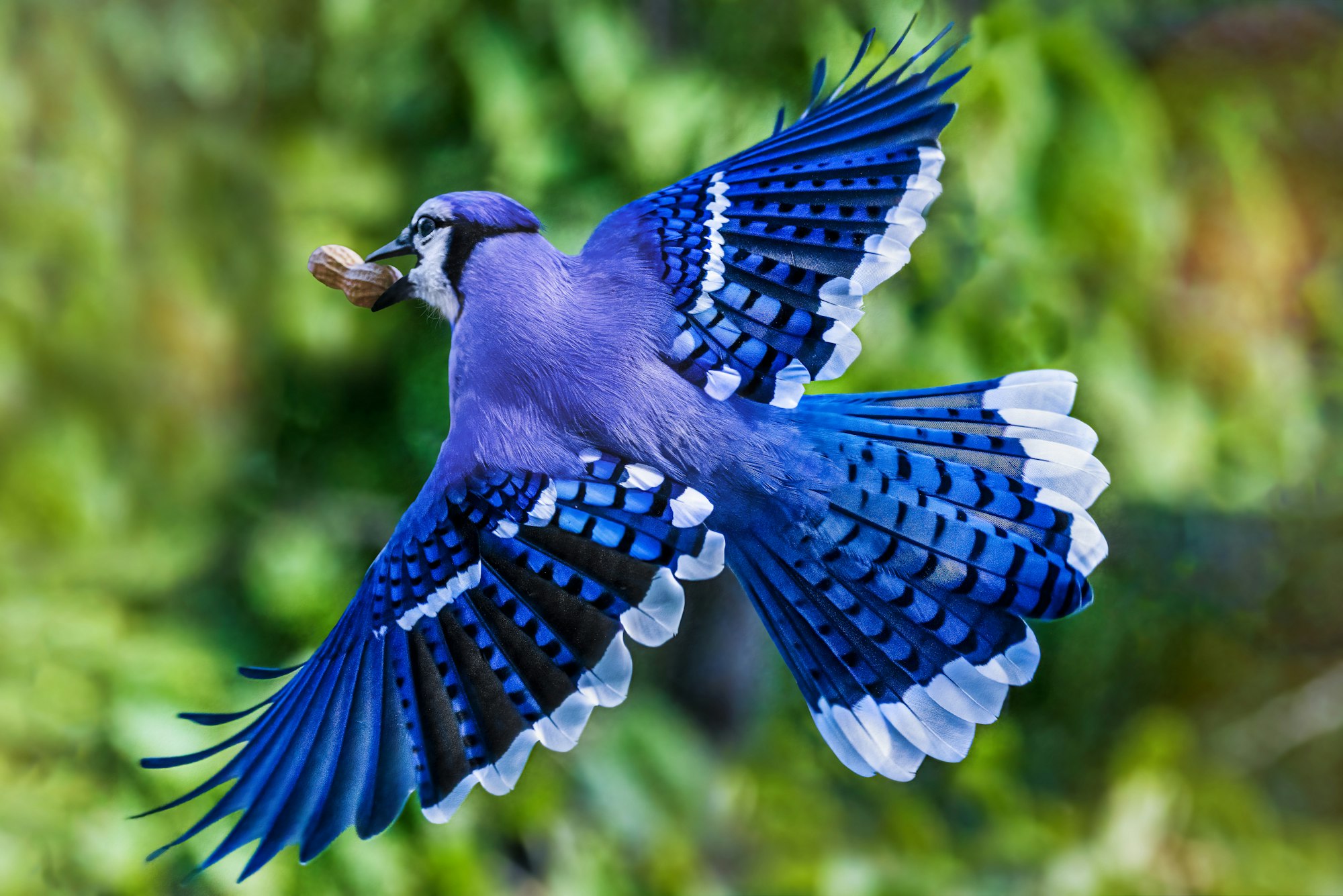 A blue jay in flight carrying a peanut.
