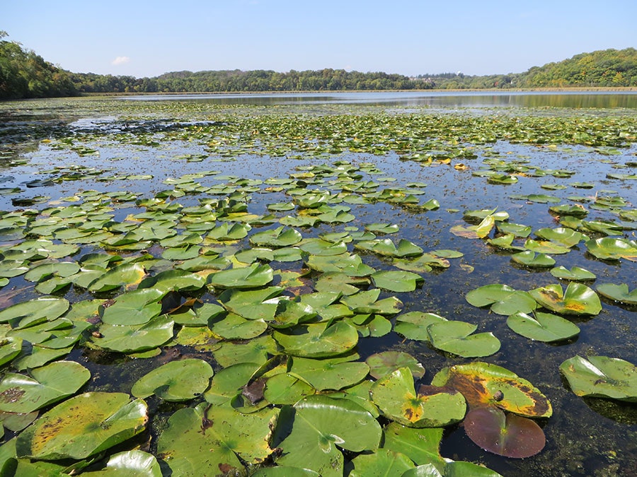 A lake covered with lily pads under a clear sky.