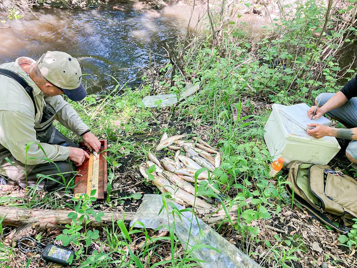 Two people are studying fish by a stream, measuring and recording data, with fish laid out nearby.