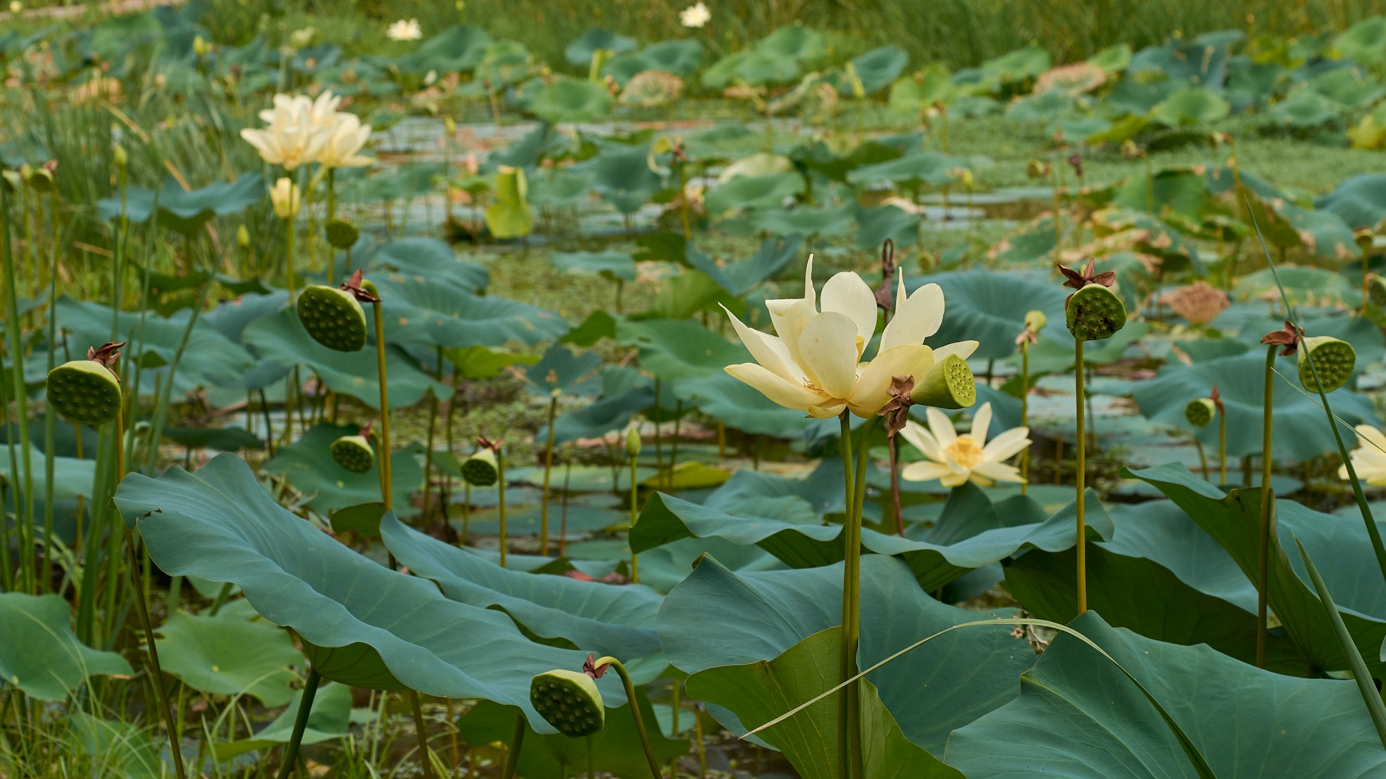 May contain: flower, plant, land, nature, outdoors, pond, water, leaf, petal, green, vegetation, and lily