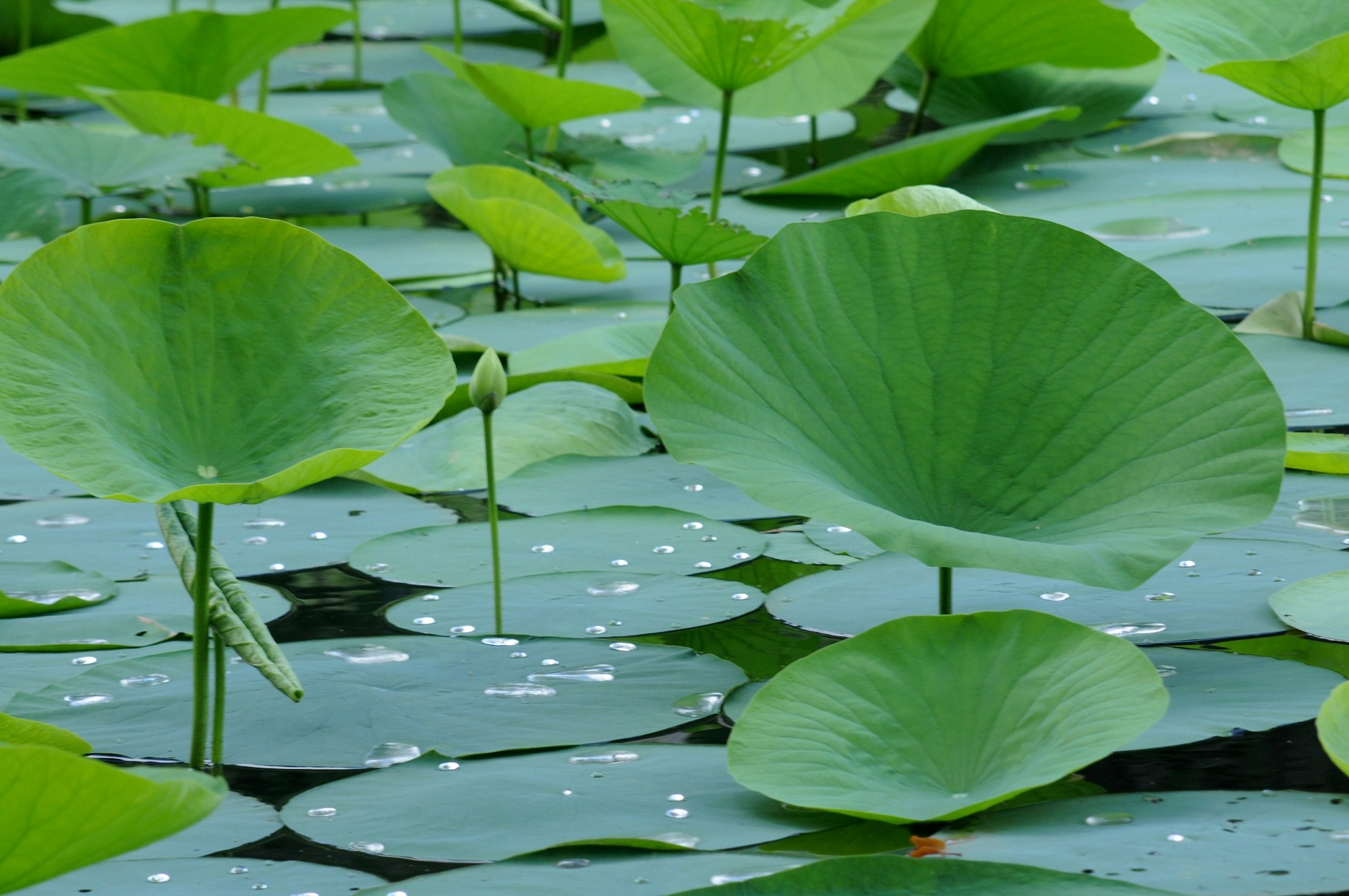 Large green lotus leaves on a pond with water droplets.