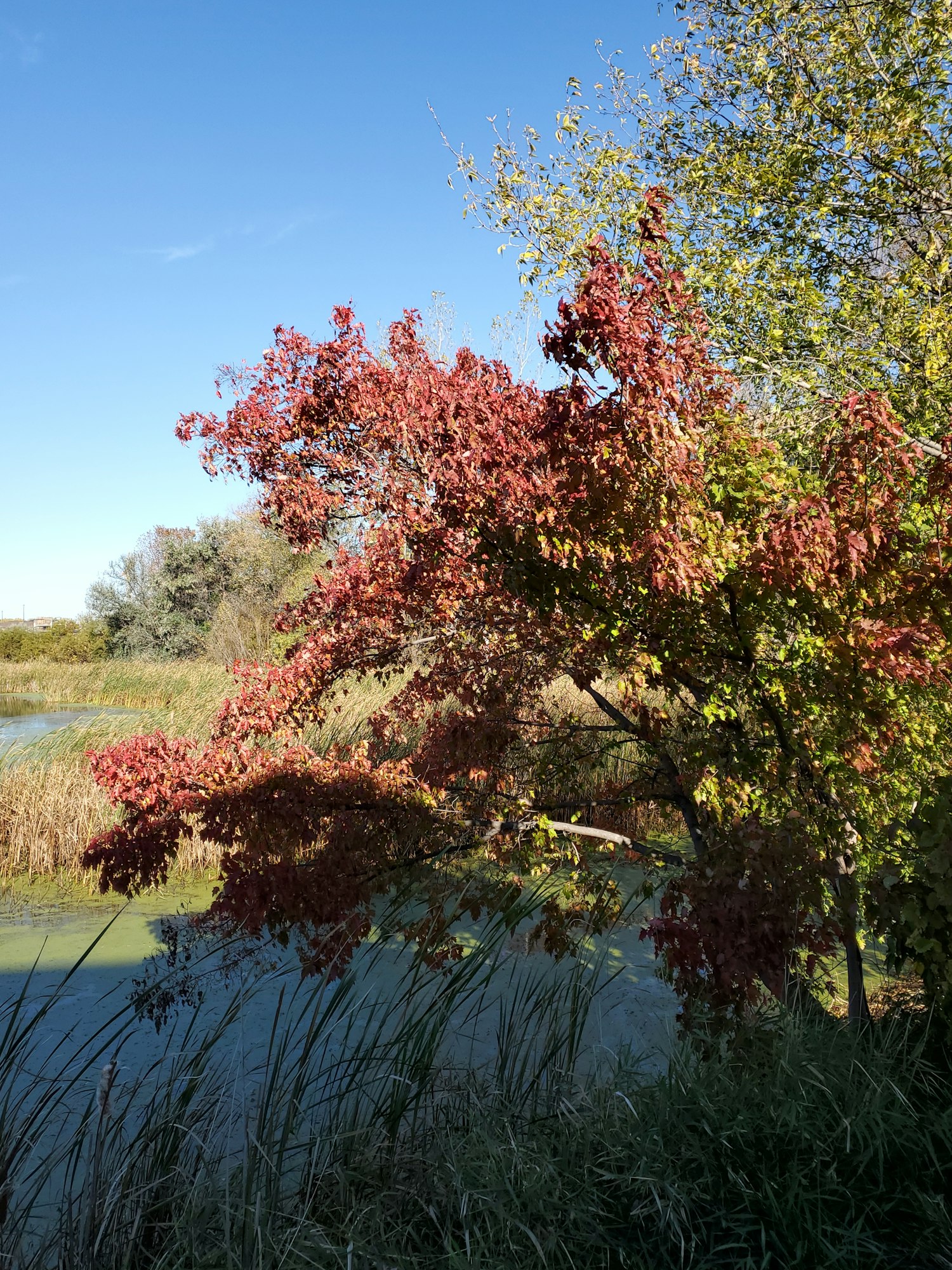 A rotated image of trees with red and green leaves beside water, under a clear sky.