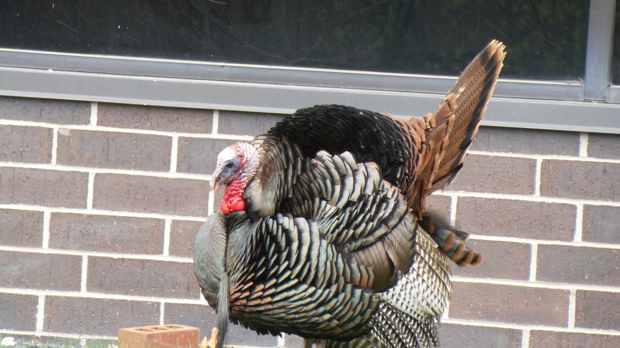 A turkey in front of a brick wall and window.