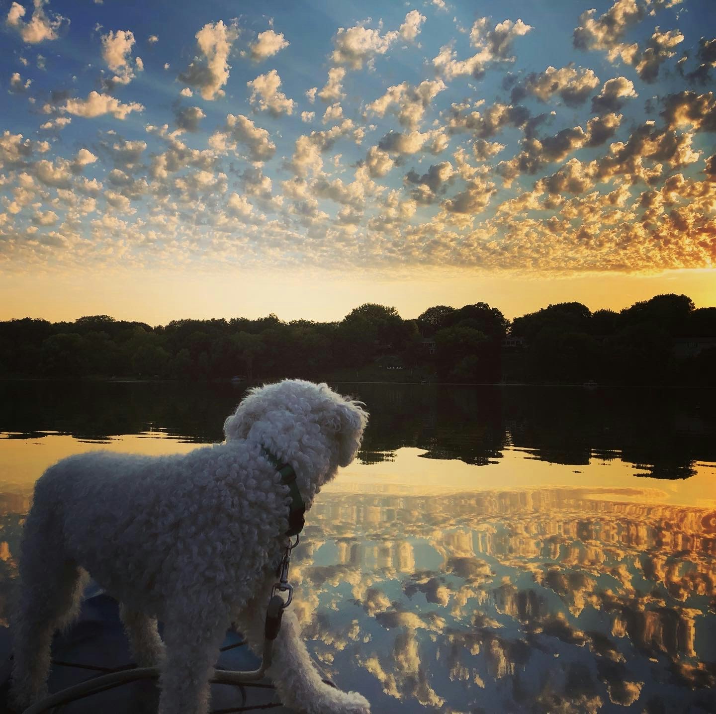 A dog on a dock overlooking a tranquil lake reflecting a cloud-strewn sunset.