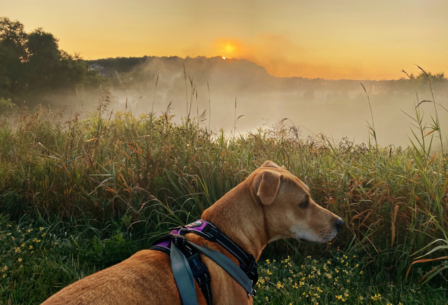 A dog with a harness looking over a misty field at sunrise.