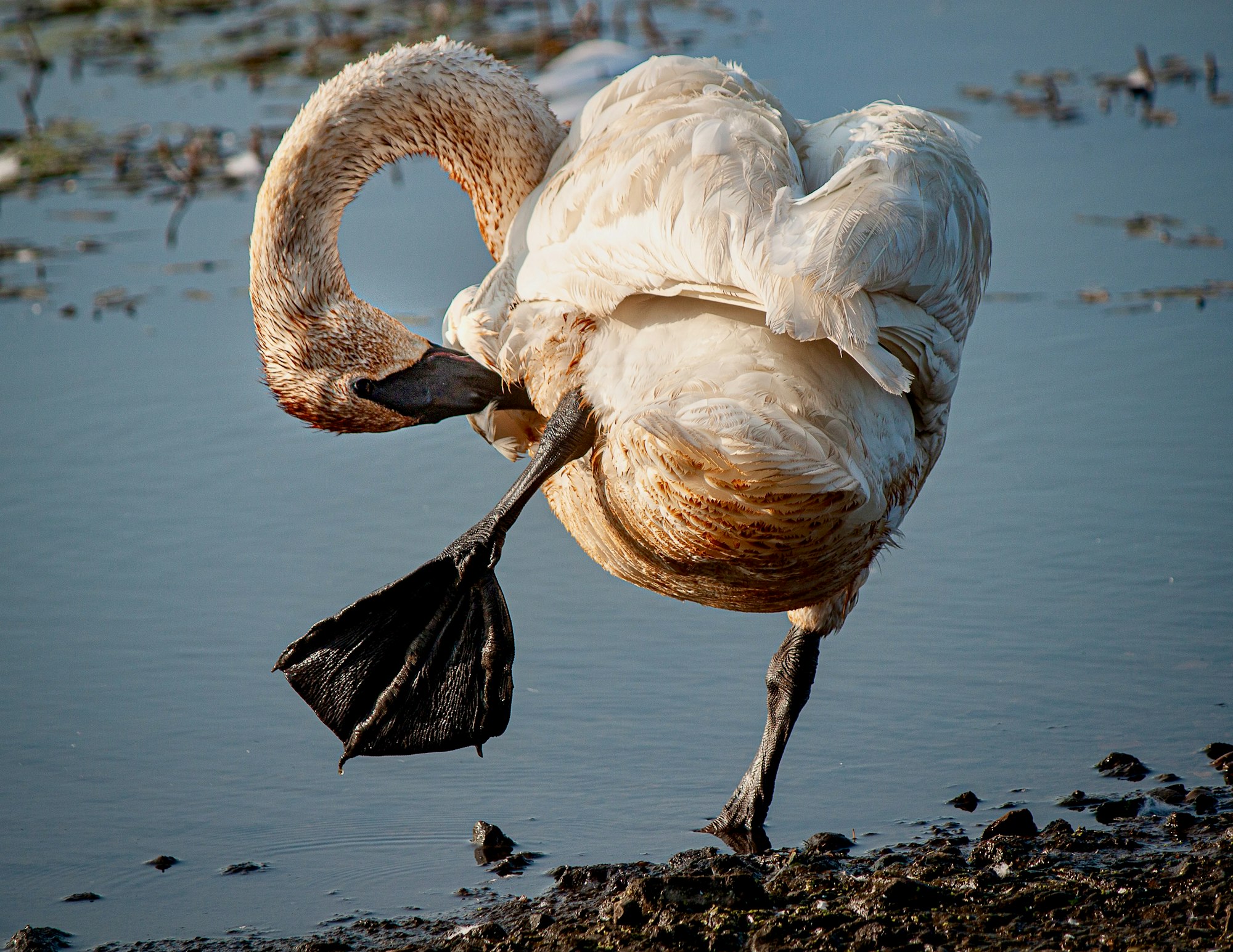 A swan preening its feathers by a body of water.