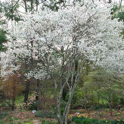 A blossoming white tree in a green garden with daffodils and a path.