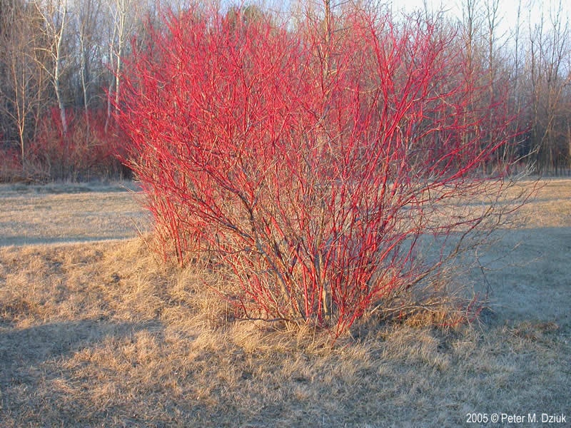 A vibrant red shrub in a field with dormant grass and bare trees in the background.