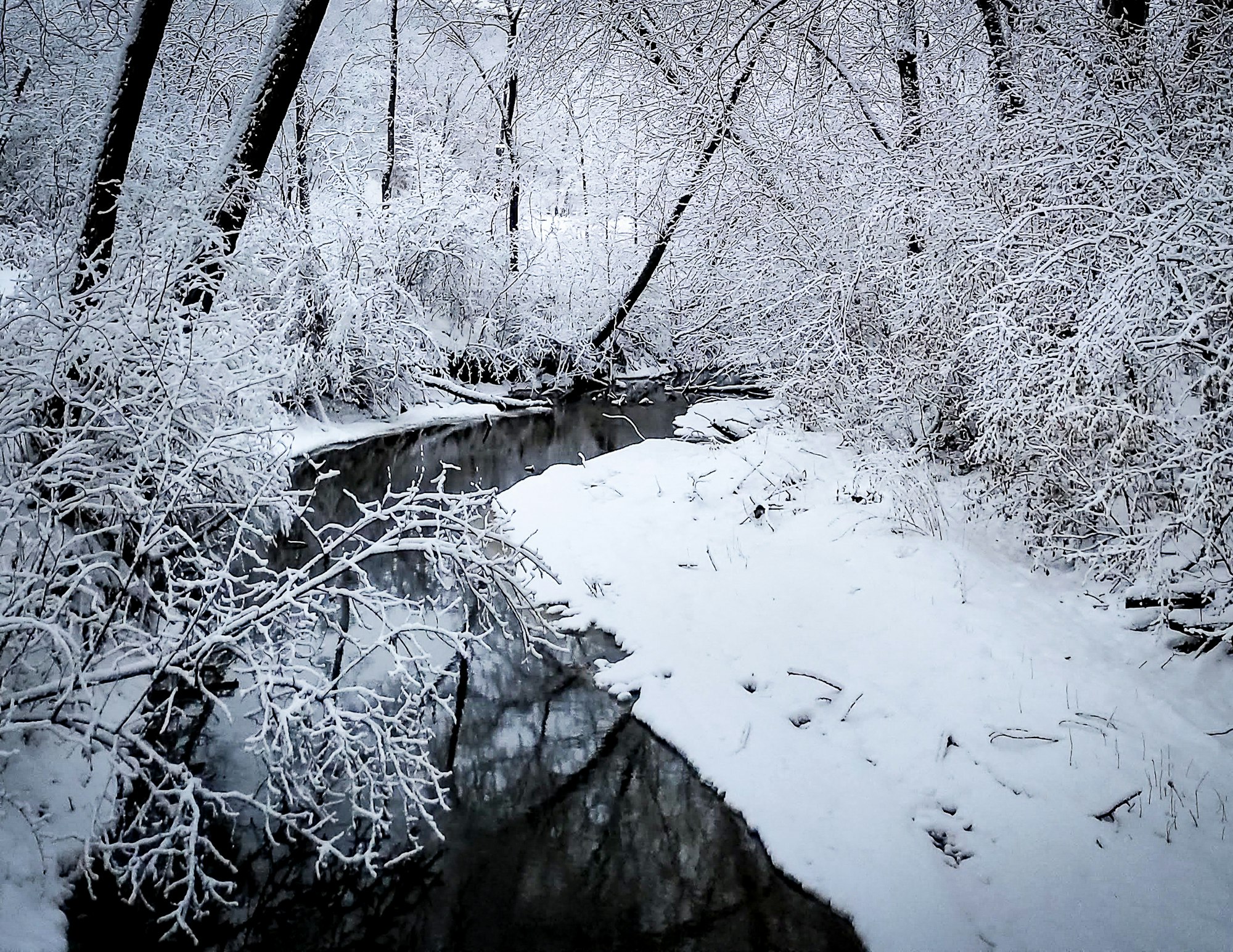 Snow-covered trees and a winding stream create a serene winter landscape.