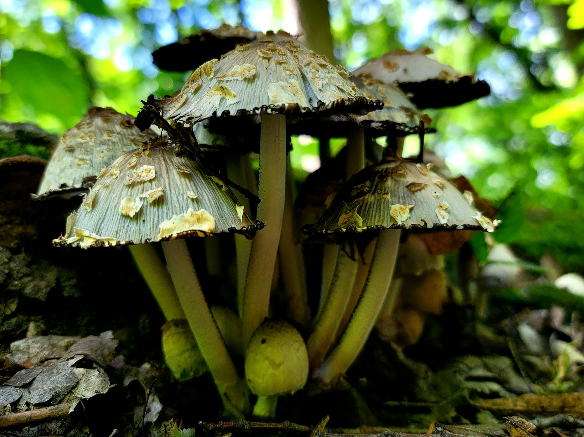 A cluster of wild mushrooms with flaky caps, growing on forest floor.