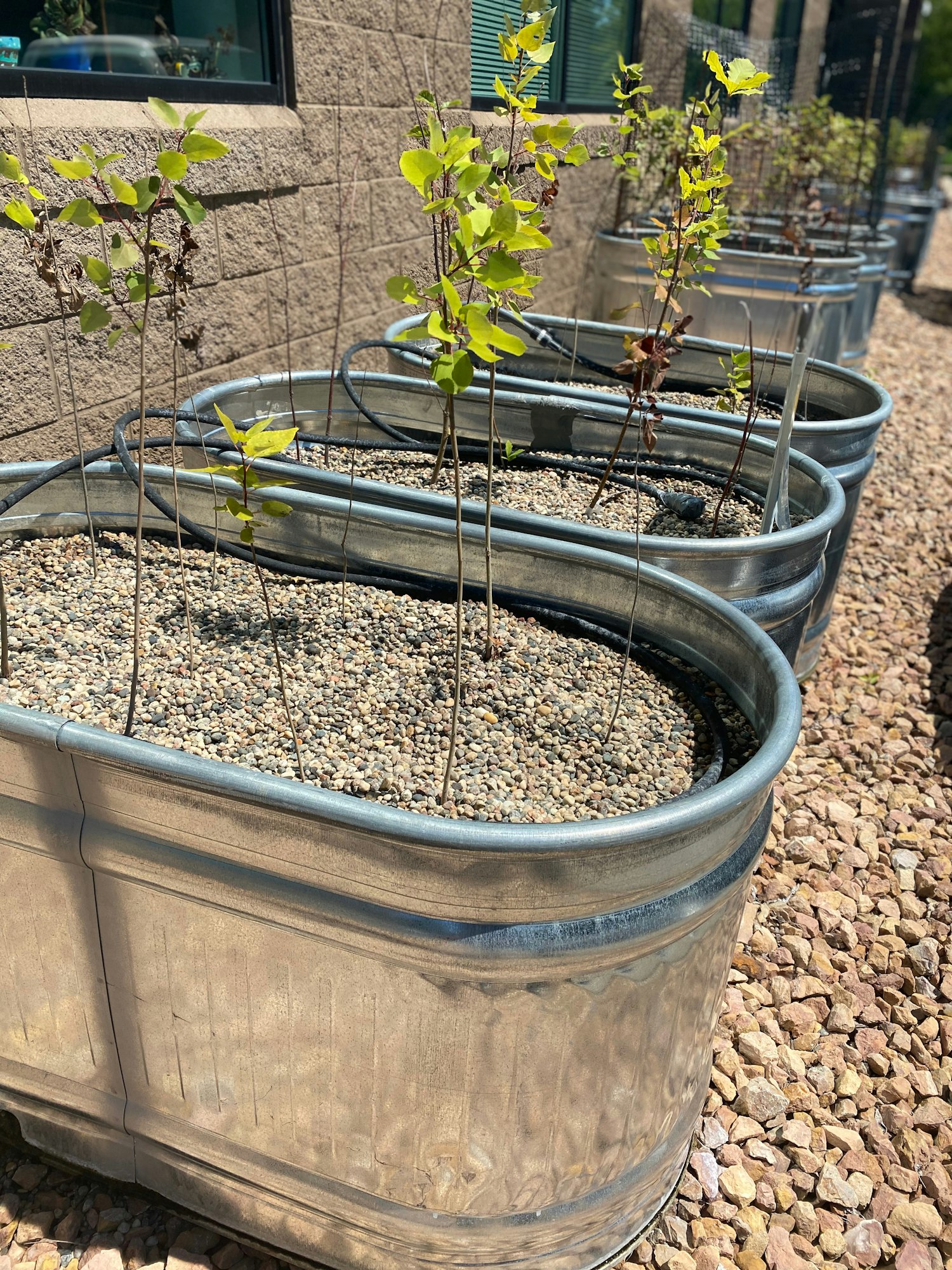 Young trees growing in metal containers filled with gravel, set on a pebbled ground beside a building.