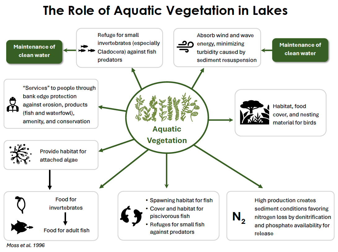 The image illustrates the role of aquatic vegetation in lakes, highlighting its benefits for water quality, habitats, and ecosystem services.