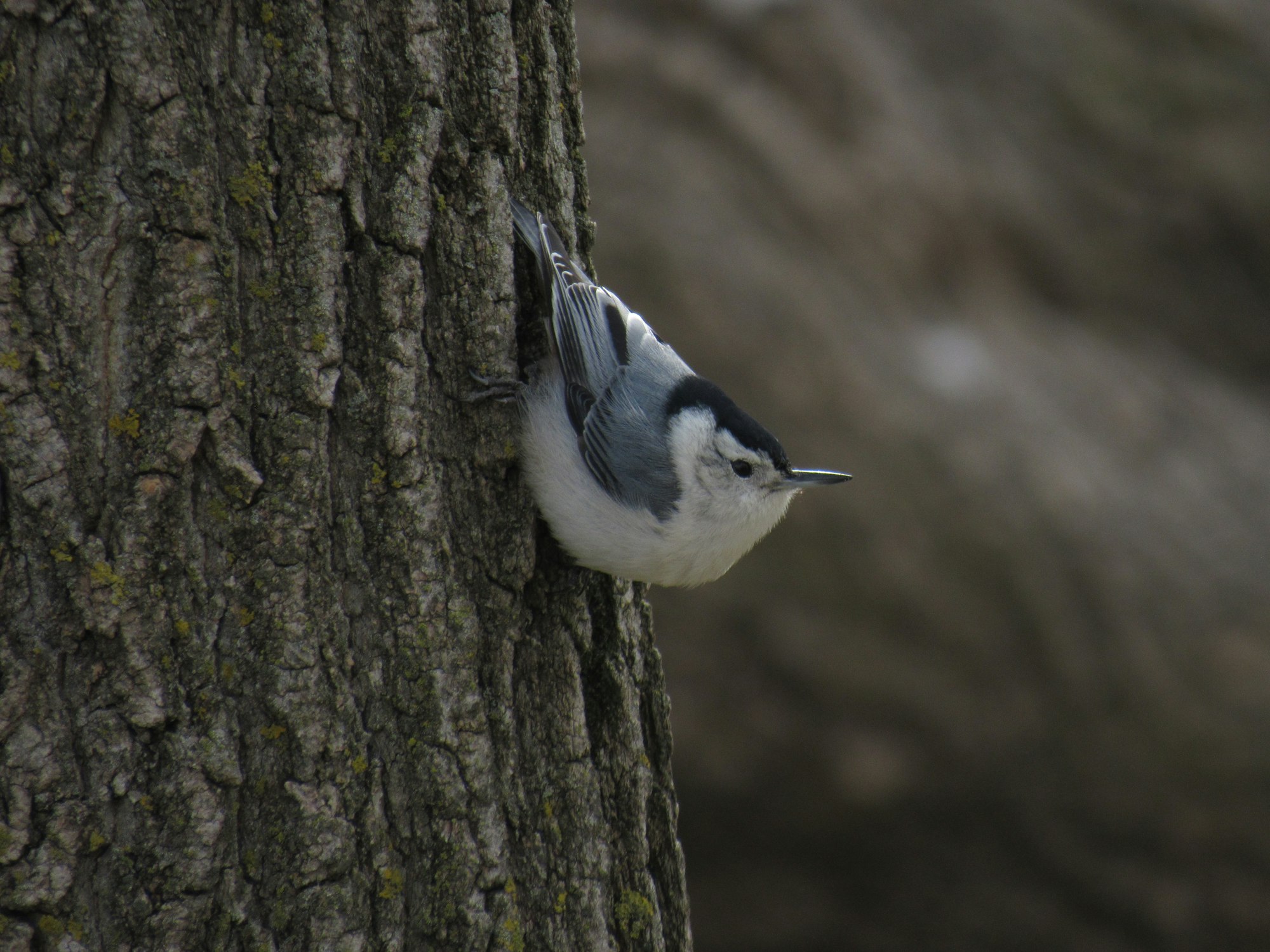 A white-breasted nuthatch on a tree trunk.