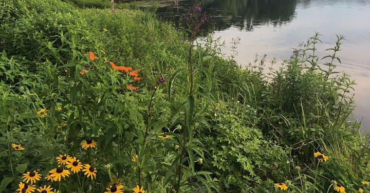 picture of a wetland buffer, with greenery next to a lake