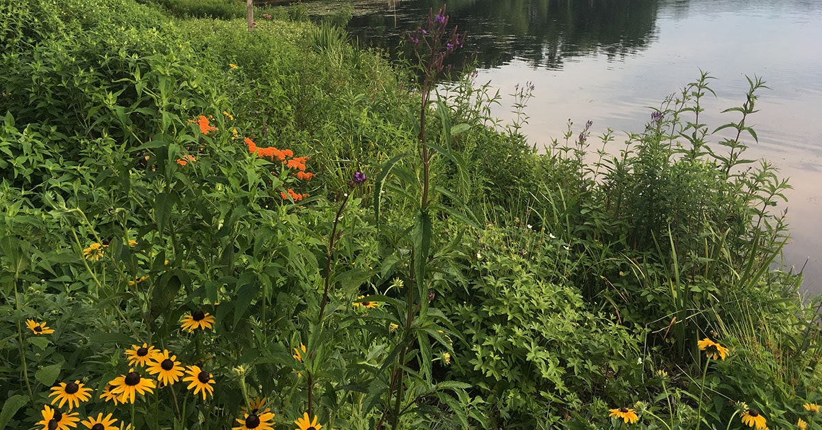 picture of a wetland buffer, with greenery next to a lake