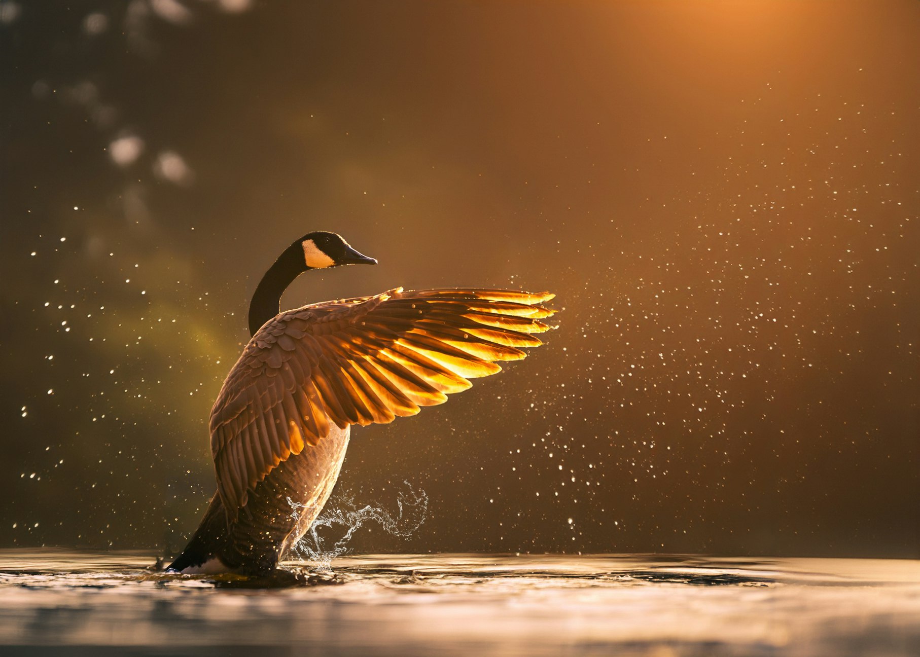 A goose flapping its wings on a shimmering water surface with sunlight illuminating the scene.