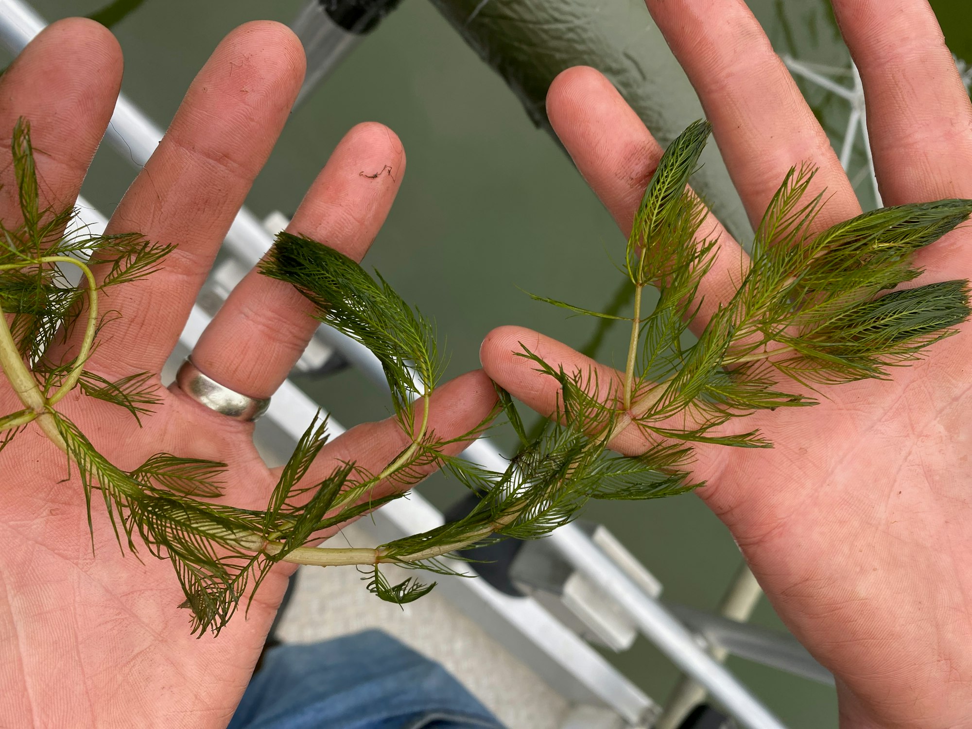Hands holding a green aquatic plant with feathery leaves, silver ring on a finger, backdrop of water.