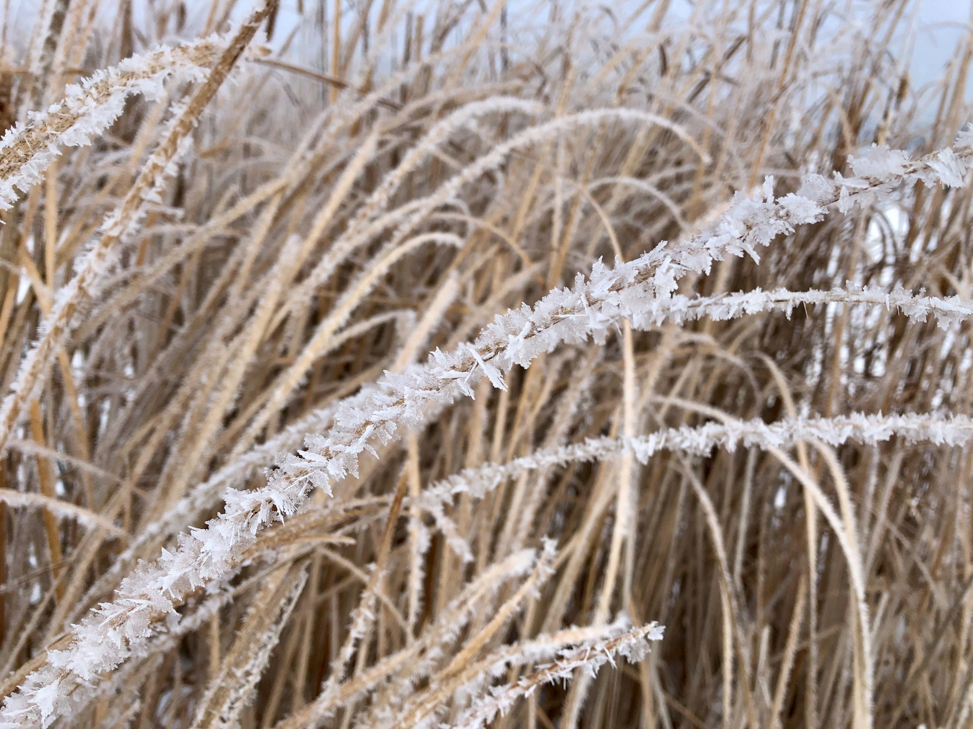Frost-covered dry grass in a cold, wintry setting.