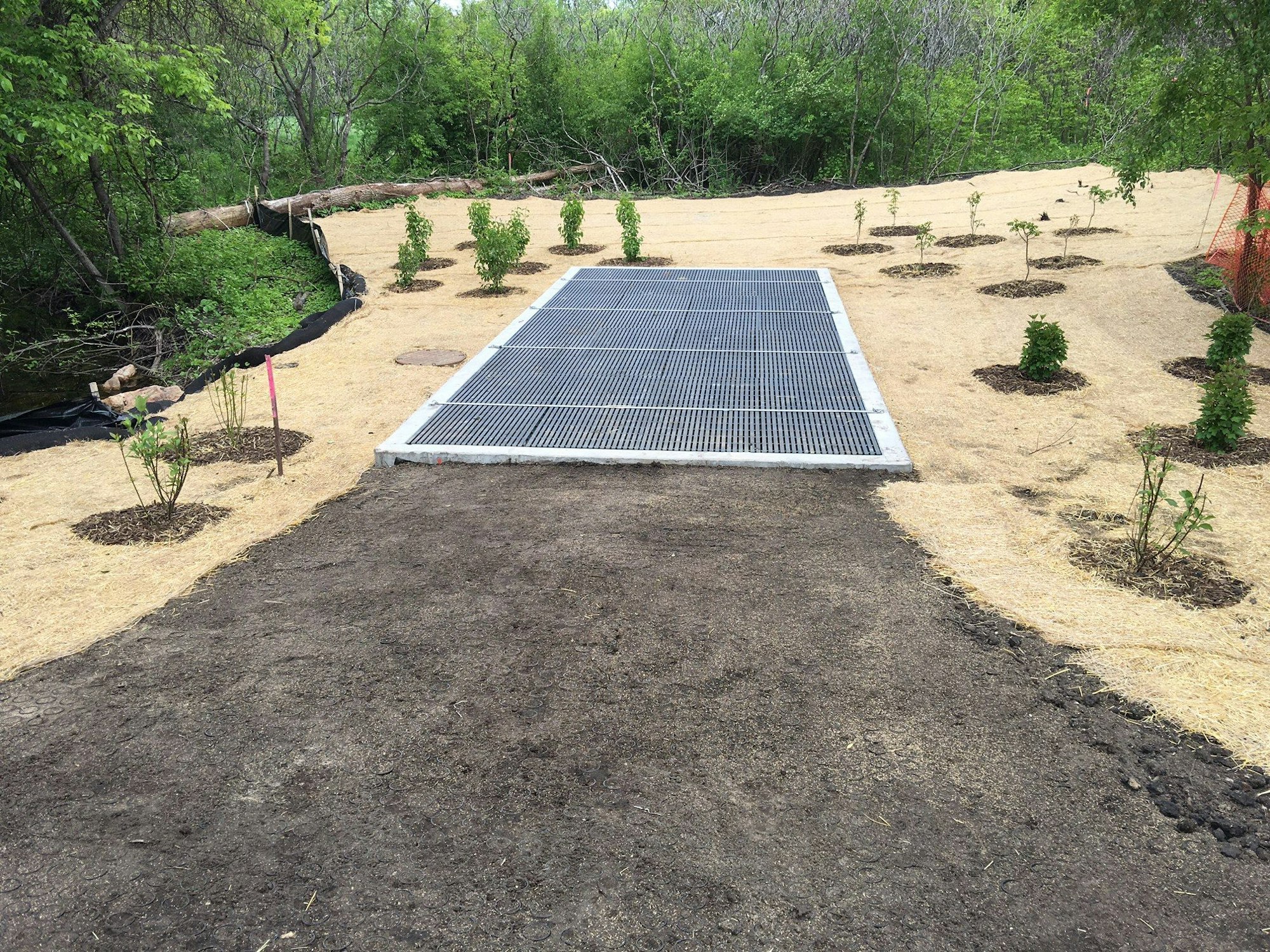 A landscaped area with a grid-like structure, possibly a drainage system, surrounded by young planted shrubs and mulch.
