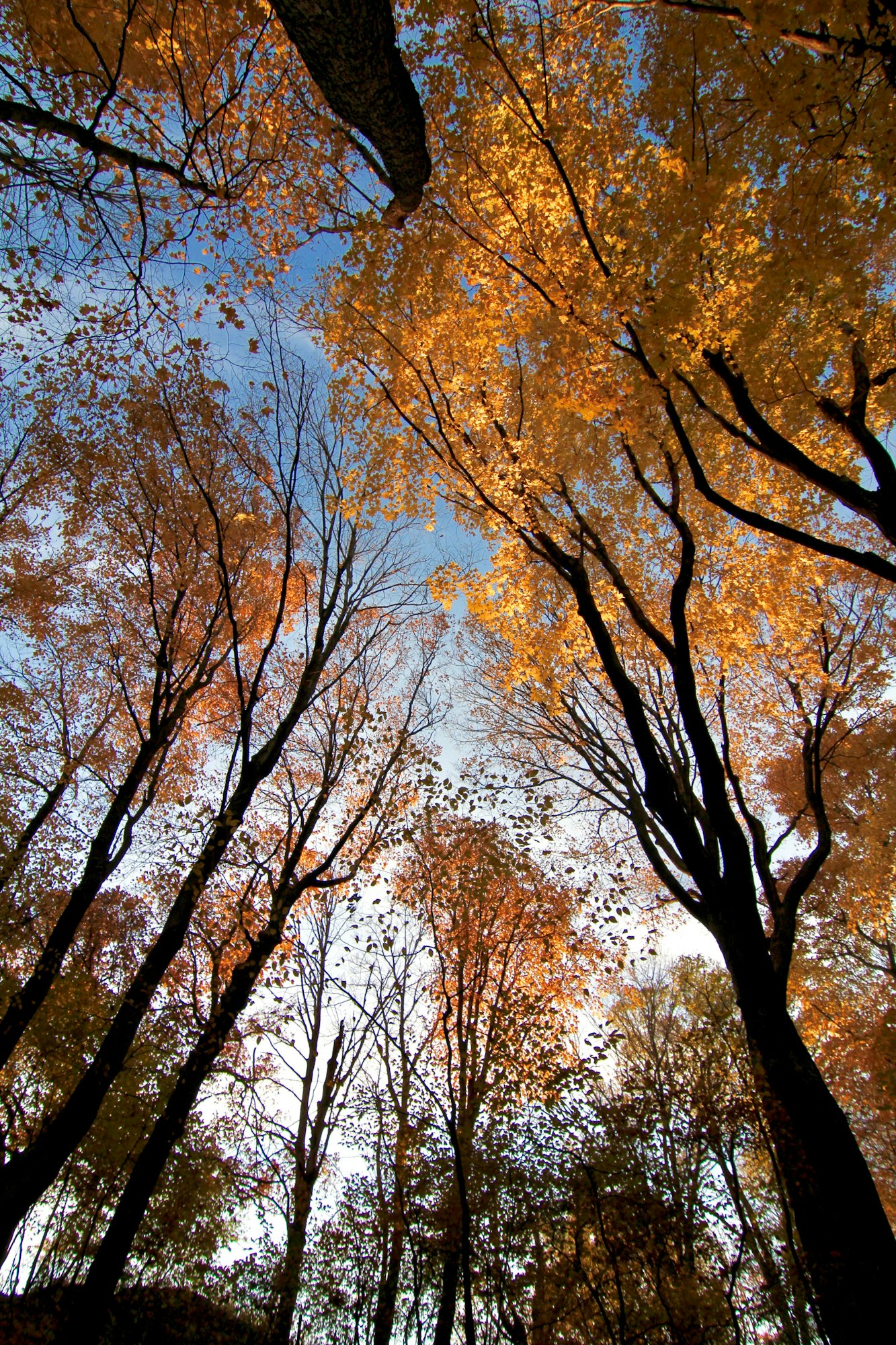 Autumn trees from a low angle, colorful leaves against a clear sky.