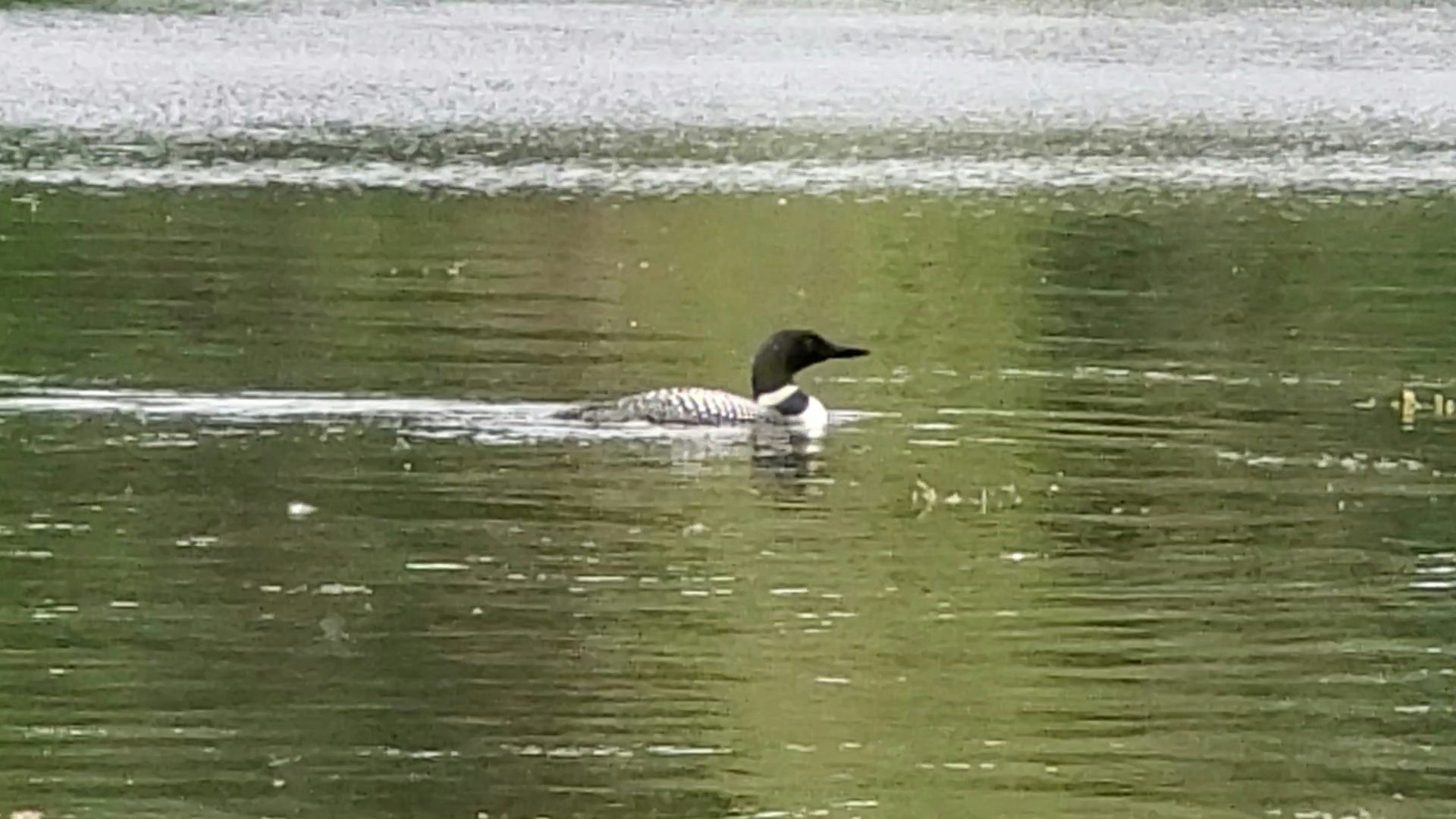 A loon floats on a tranquil lake, its reflection rippling in the water.