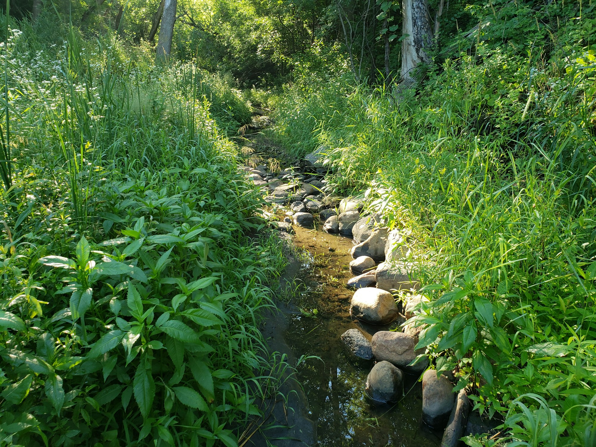 A serene, sunlit stream with rocks and lush greenery on its banks.