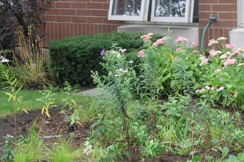 A garden with various plants and flowers in front of a house with a window and garden hose visible.