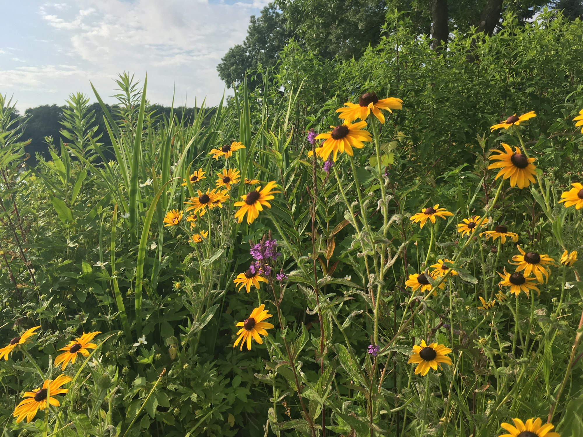 A field of yellow and purple wildflowers with green foliage under a blue sky with some clouds.