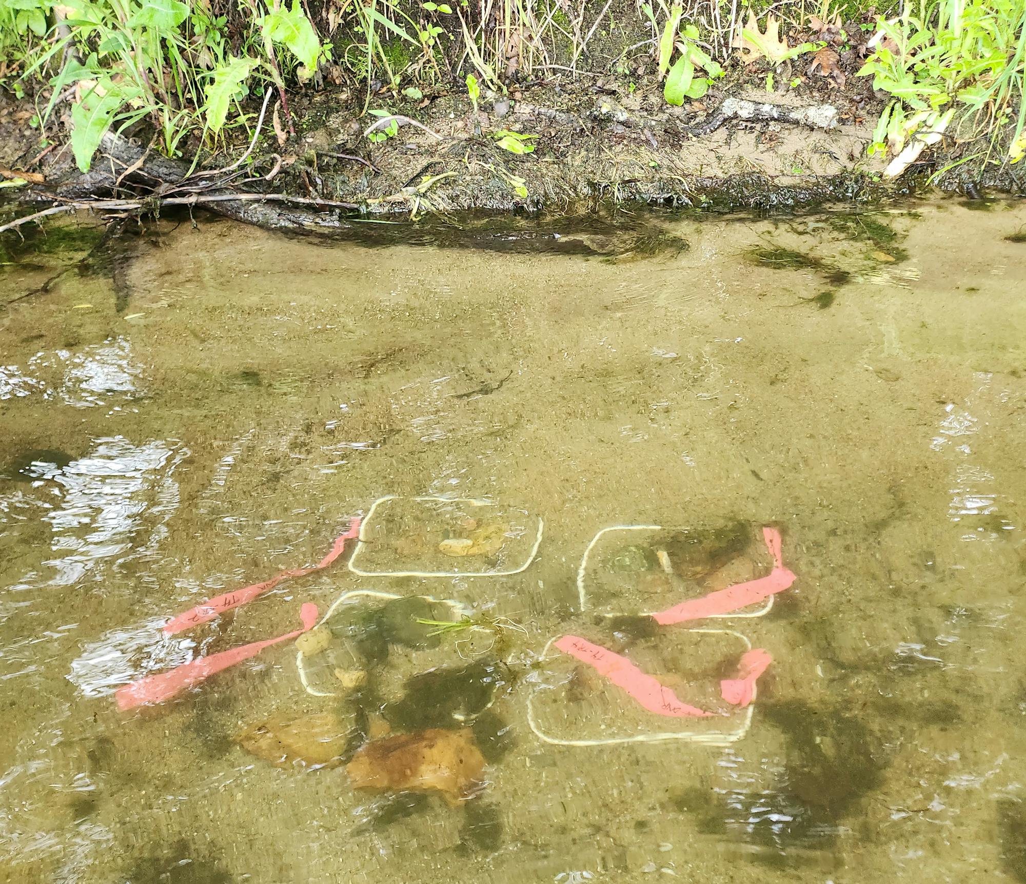 Plastic trays submerged underwater near the lakeshore. Pink flagging marks the trays.