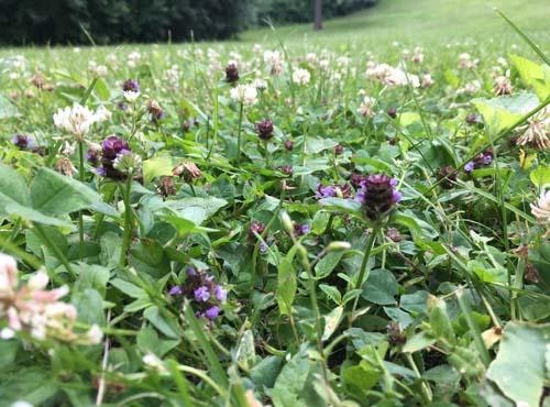 A close-up view of a grassy field with clover and purple flowers.