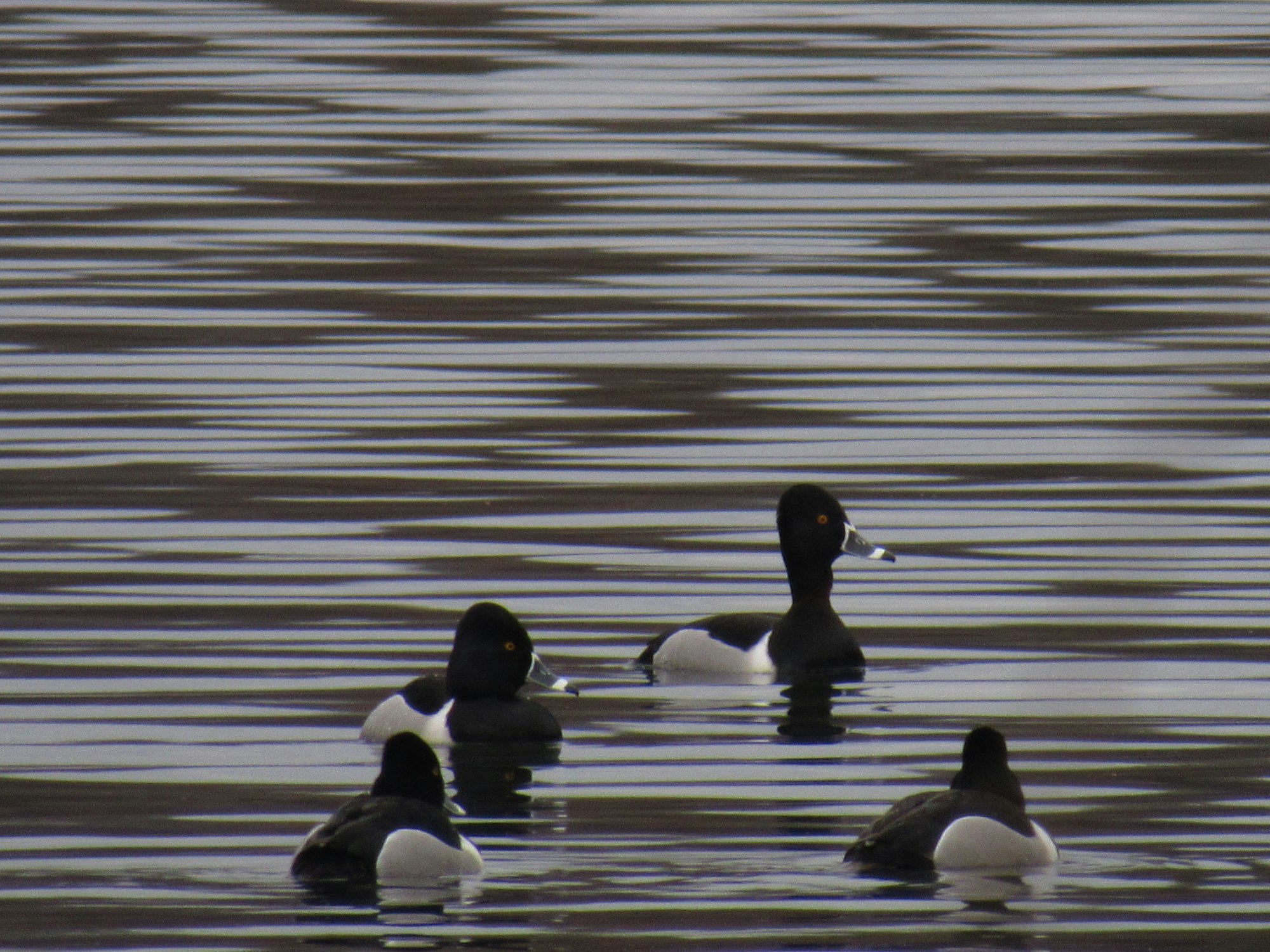 Three ducks floating on rippled water.