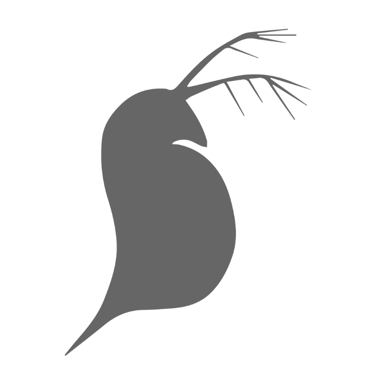 Abstract line art of a stylized shrimp or similar crustacean silhouette.