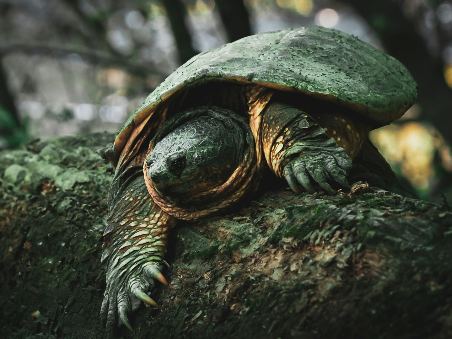 A turtle on a log, with its shell and skin covered in moss or algae, blending with the environment.