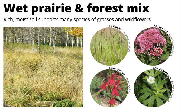 An educational image showing a wet prairie & forest mix with examples of grasses and wildflowers.