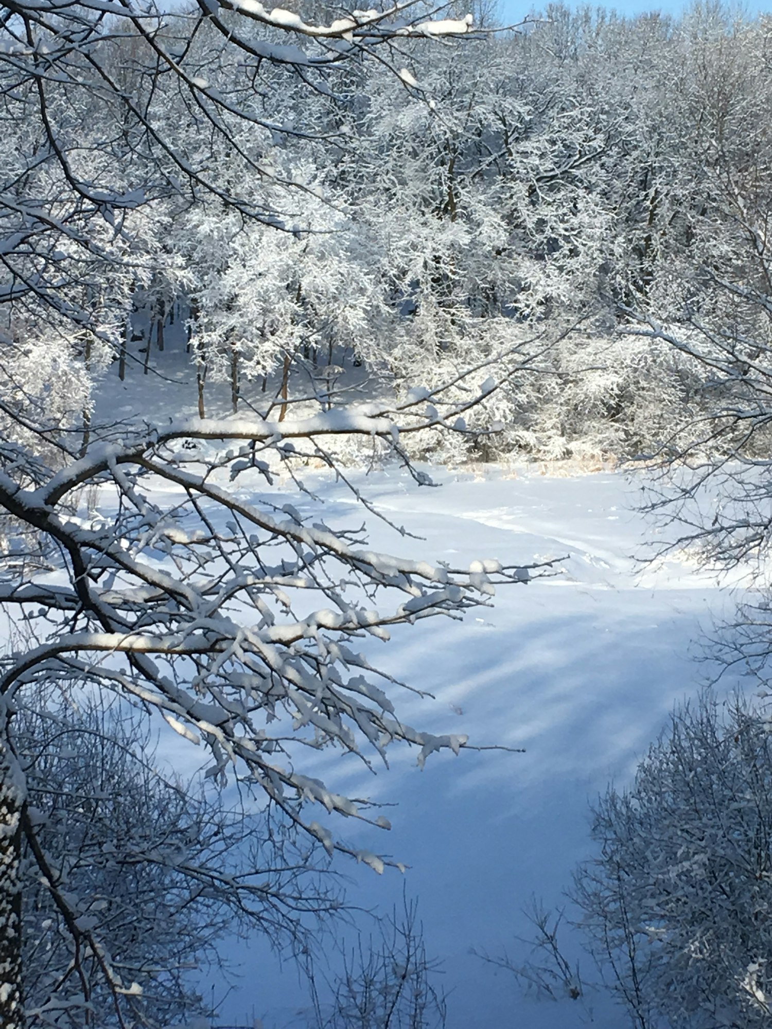 A snowy landscape with frost-covered trees and clear blue sky.