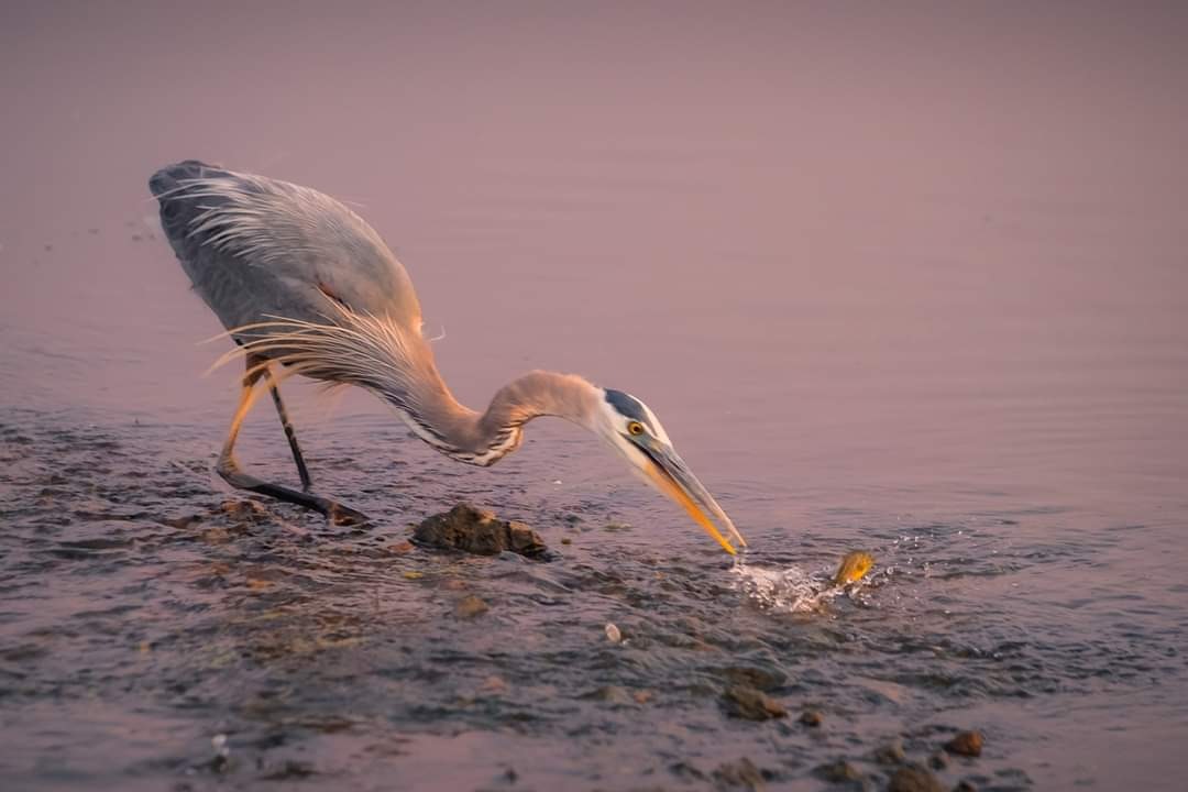 A heron hunting fish at twilight.