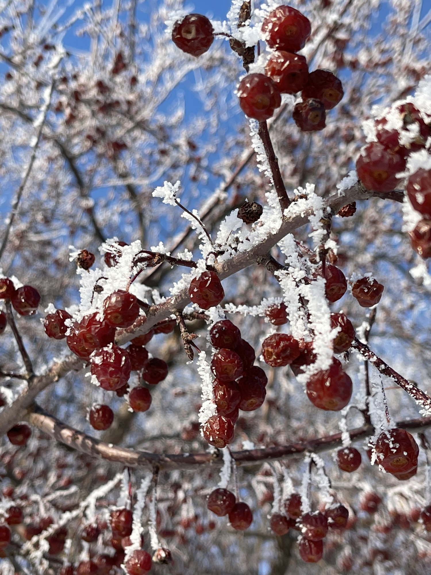 Red berries covered in frost with a backdrop of a blue sky and bare branches.