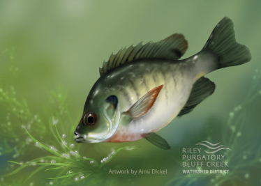 Illustration of a bluegill eating carp eggs, attributed to "Riley Purgatory Bluff Creek Watershed District."