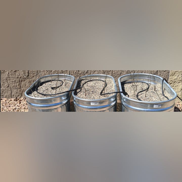 Three metal barrels filled with gravel and wire tomato cages.