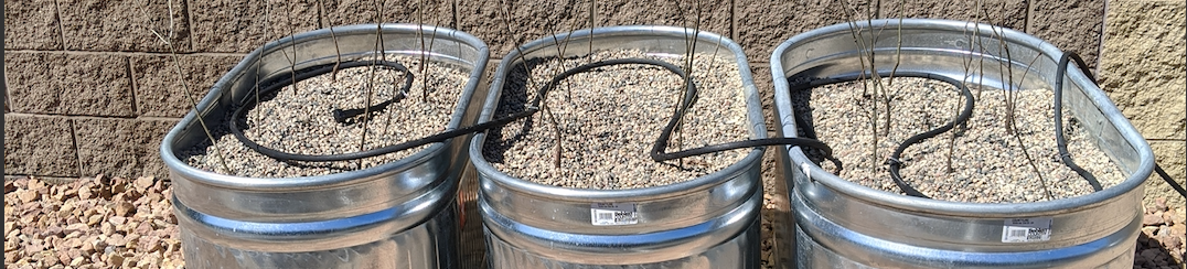 Three metal barrels filled with gravel and wire tomato cages.