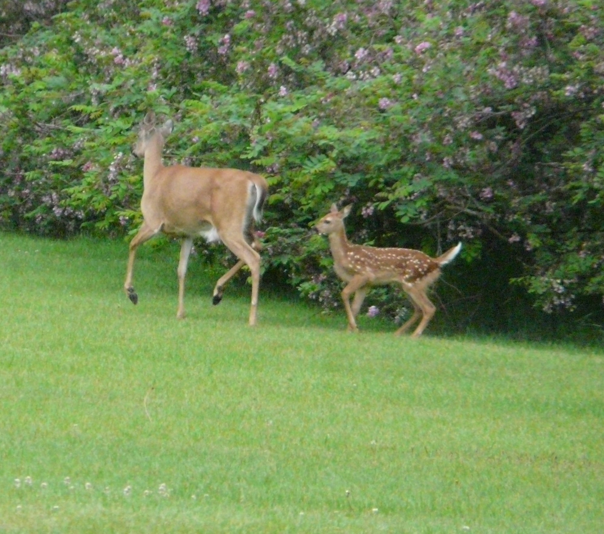 An adult deer and a fawn in a grassy area with flowering shrubs in the background.