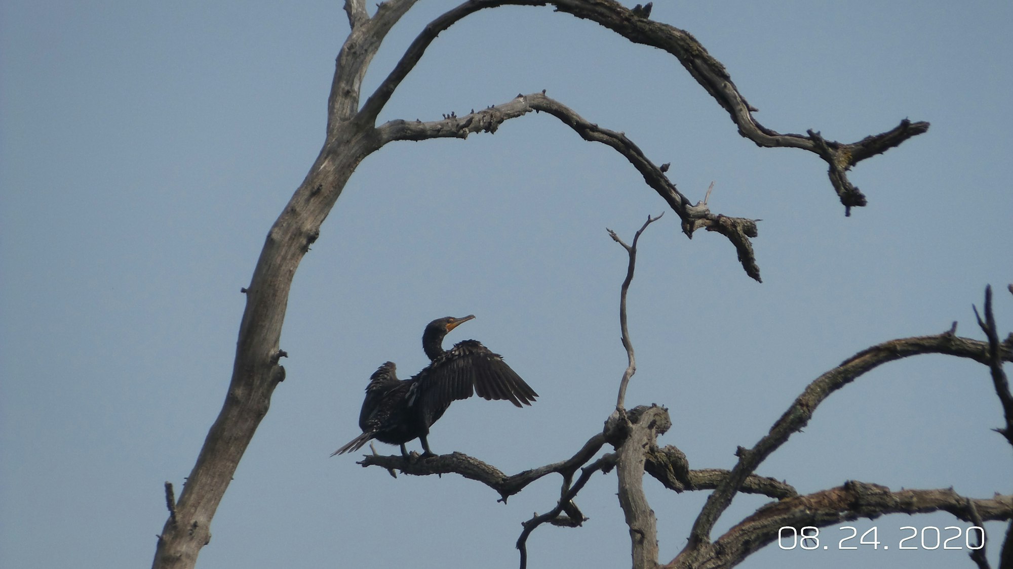 A cormorant with outstretched wings perched on a bare tree branch against the sky.