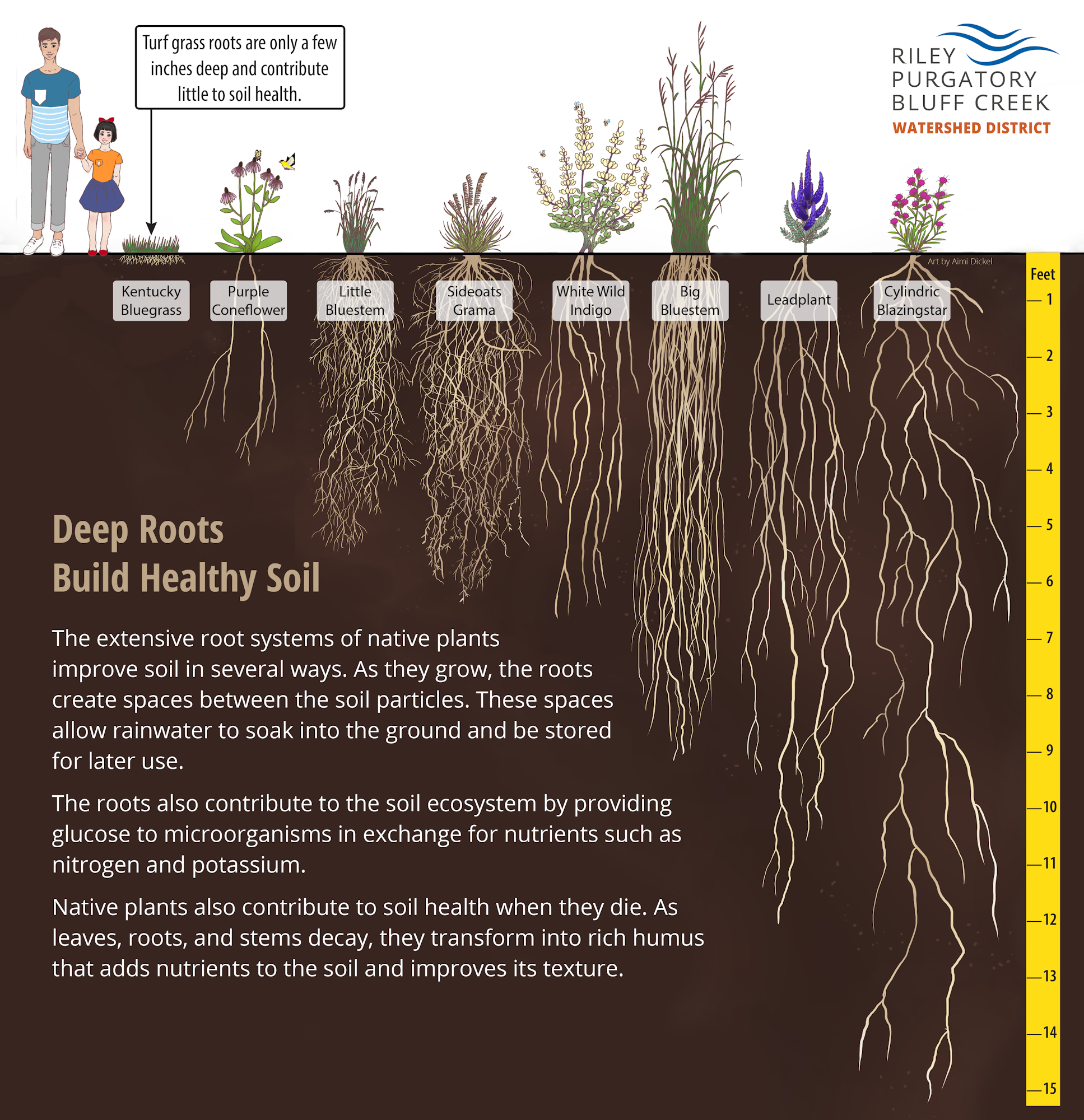 Educational infographic comparing shallow turf grass roots with deeper roots of native plants, highlighting benefits to soil health.