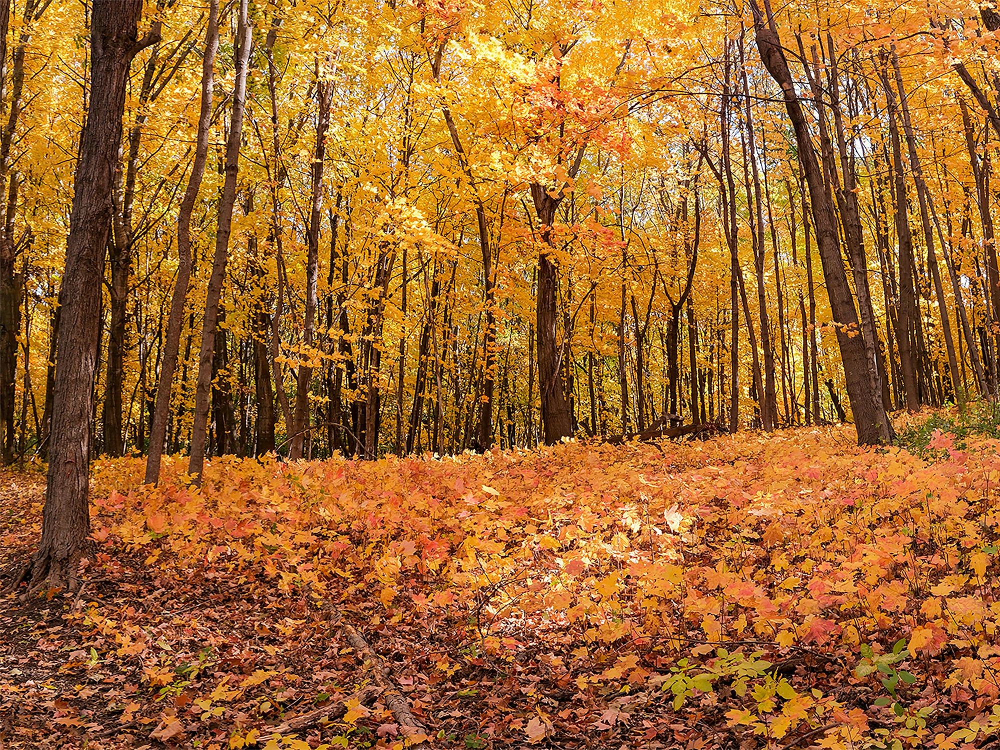 A forest with trees in vibrant autumn colors, lots of yellow and orange leaves covering the ground.