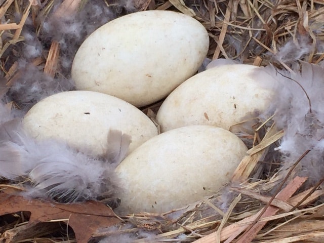 Four bird eggs in a nest with feathers and straw.