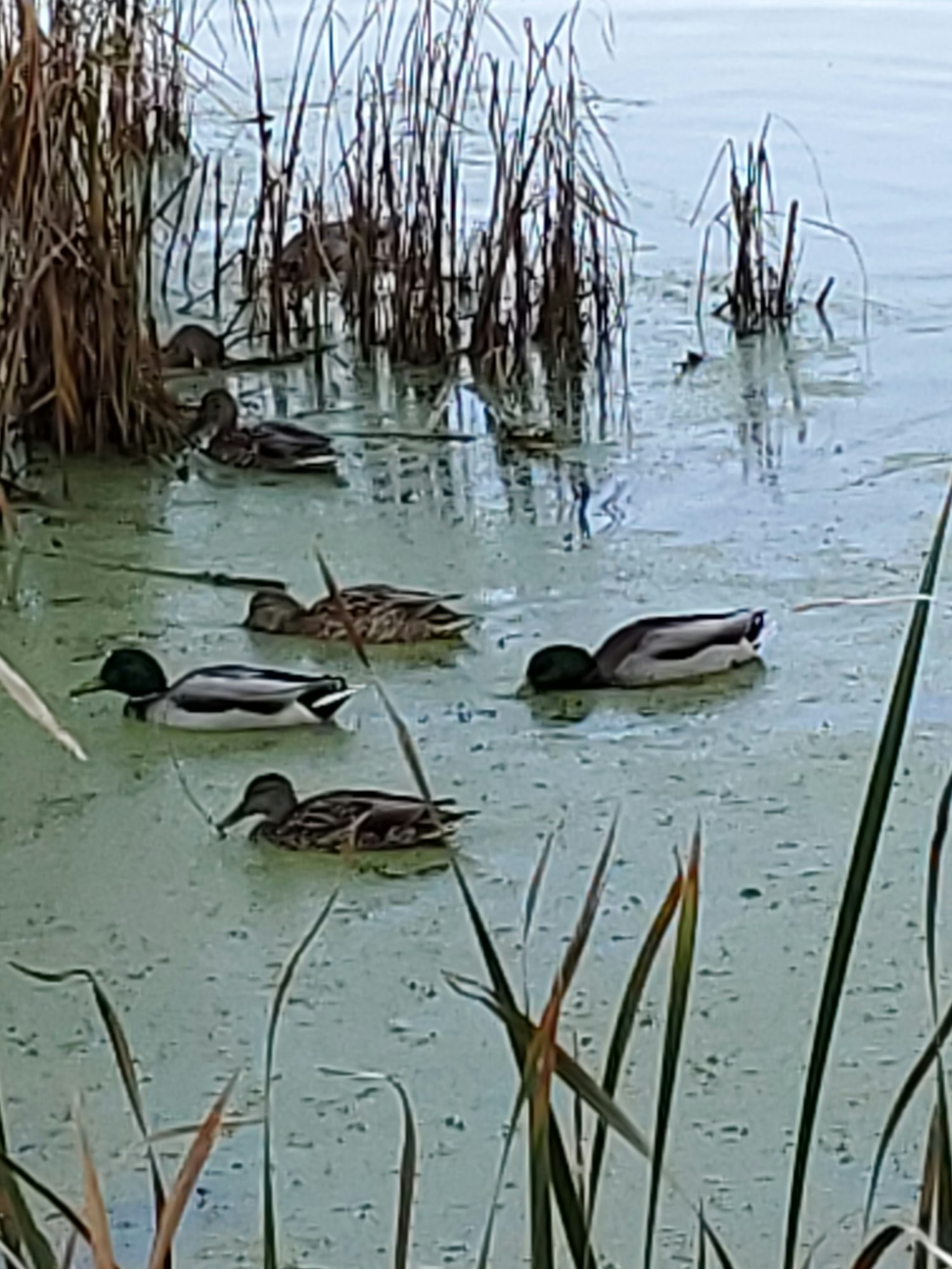 Ducks swimming in water with reeds; image rotated 90 degrees counter-clockwise.