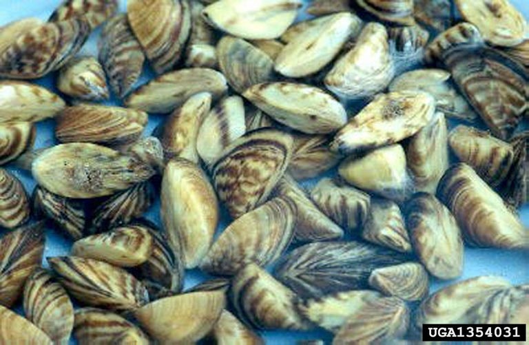 A cluster of zebra mussels with distinctive dark and light colored striping on their shells.