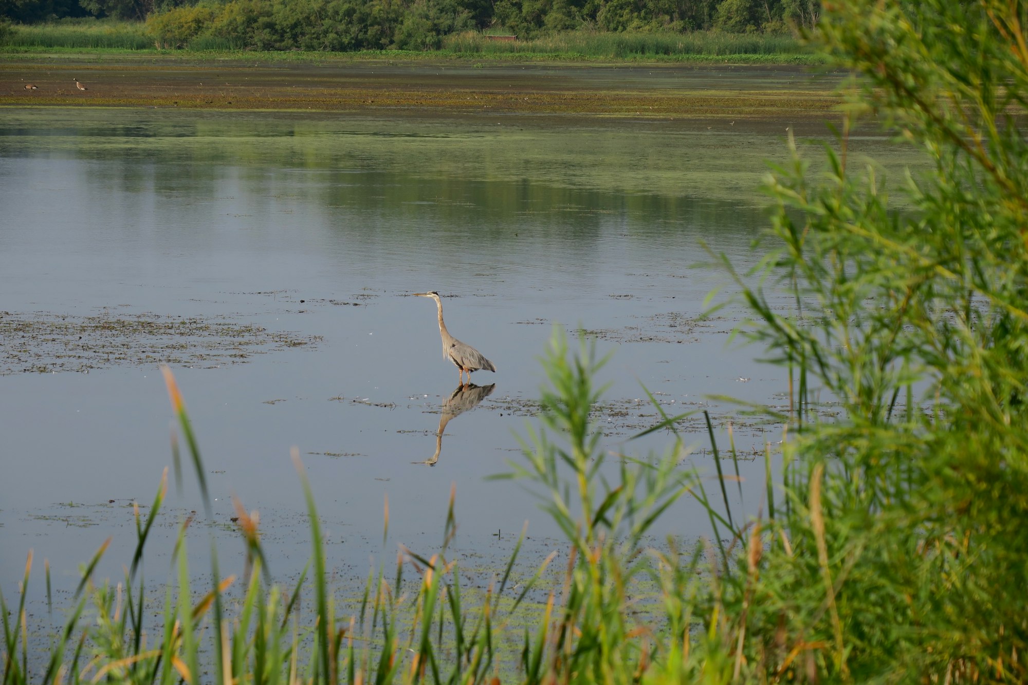 A heron stands by a tranquil lake with greenery in the foreground.