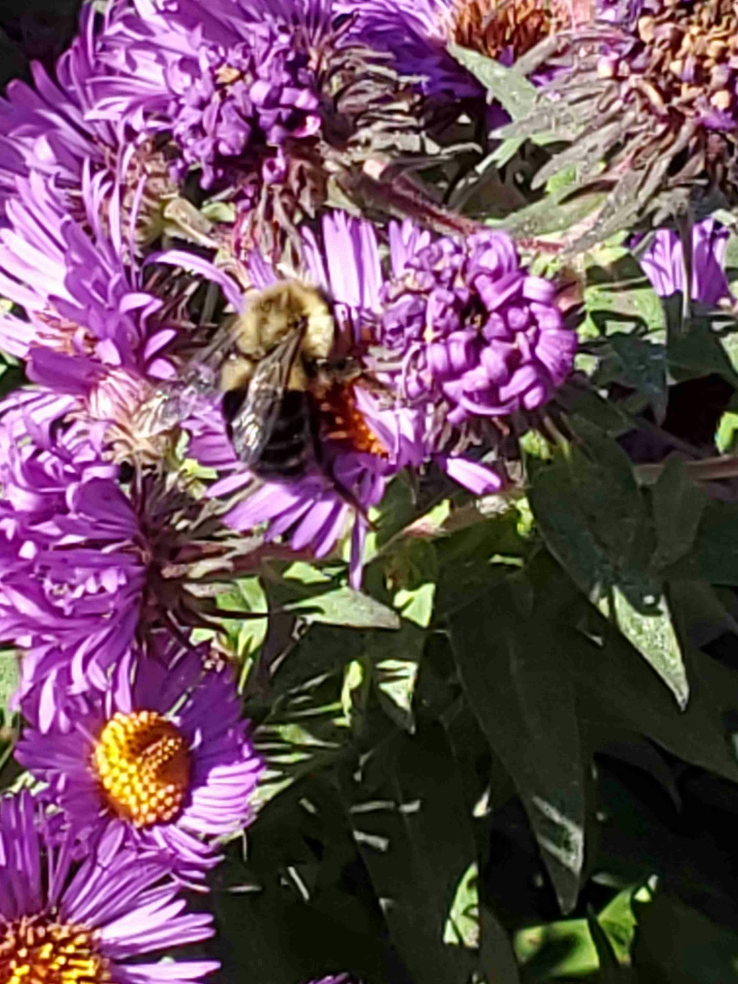May contain: daisy, flower, plant, purple, animal, apidae, bee, insect, invertebrate, bumblebee, petal, pollen, and honey bee