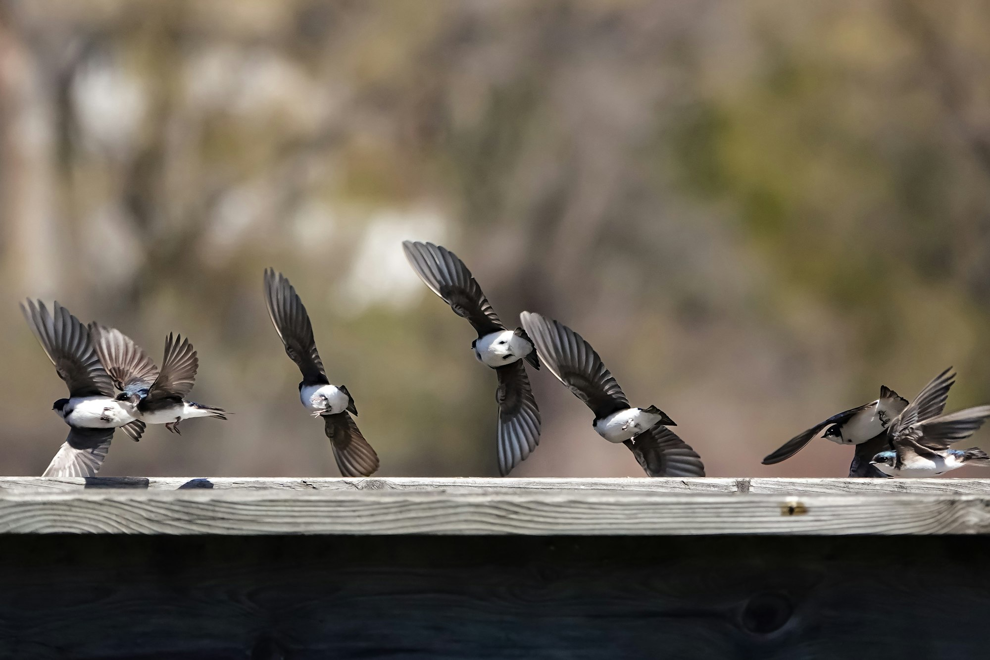 Five swallows in mid-flight above a wooden beam, with detailed wings spread showing motion.